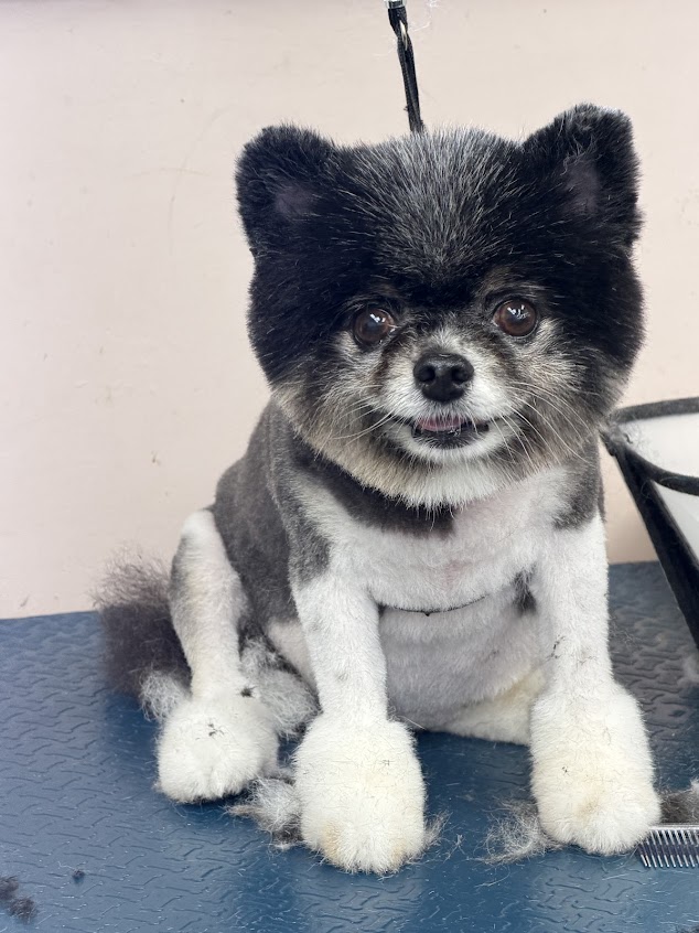 A freshly groomed dog at Pet Paw Grooming